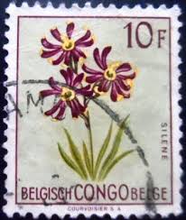 Image result for Silene burchellii