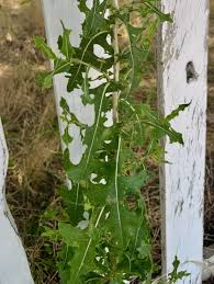 Image result for Lactuca imbricata