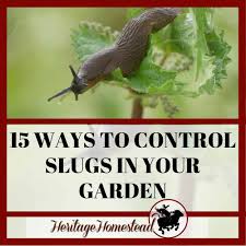 Bad sides of snails and slugs Slugs 15 Easy Natural And Effective Ways To Control Slugs