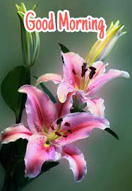 There are lot of ways to wish a good morning like sending good morning text messages, sending good morning images for whatsapp and sending e greetings, and sending good morning pics is the most popular way to wish a good morning, many peoples search on the google for the term good morning wishes with flowers. 299 Good Morning Images Pics And Wallpapers For Whatsapp