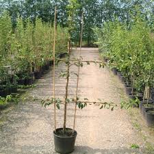 It has pairs of horizontal branches opposite each other, providing symmetry. Pear Espalier Fruit Trees For Sale