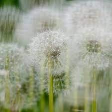 Pin On Dandelions