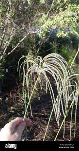 Image result for Eustachys