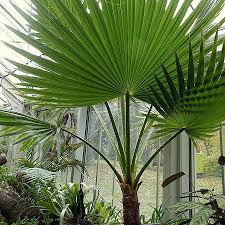 Image result for Wiesneria filifolia