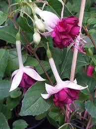 Fuchsia Velvet Crush Fuchsia Plant Fuchsia Flower Fuchsia Flowers