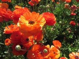 Specialties:all occasions, awards, awards & plaques, business functions, funerals Flowers Musa De La Mariposa