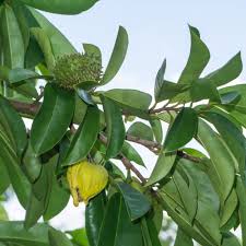 Image result for Annona muricata