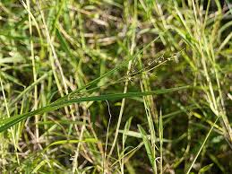 Image result for Scleria globonux