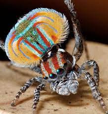 australian peacock spider spider insects jumping spider
