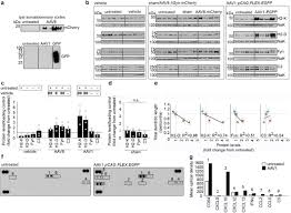 Image result for Black 1997 AAV