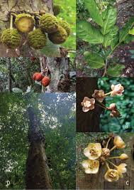 Image result for Drypetes mossambicensis