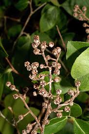 Image result for Landolphia ligustrifolia