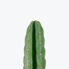 Image result for Cereus jamacaru