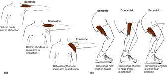 Concentric Eccentric And Isometric Muscle Action Power Athlete Physical Therapy Student Concentric Vs Eccentric Muscle