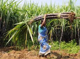 To harvest sugar cane, you'll need to manually trim the shoots to the ground. Sugar Cane Latest News Videos Photos About Sugar Cane The Economic Times