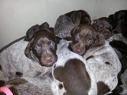 Puppies will be available end of march. German Shorthaired Pointer Puppies Home Facebook