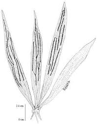 Image result for Antrophyum