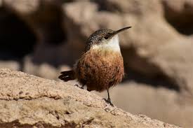 Birds - Gila Cliff Dwellings National Monument (U.S. National Park Service)