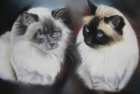 Portraits De Sacres De Birmanie