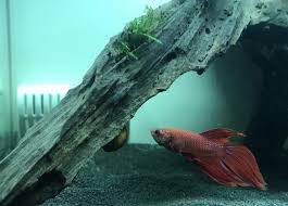 What Food Types Are People Having The Most Success Feeding There Betta With I M Just Using Standard Pellets And Bloodworms Atm Is There Anything Specific For Betta Fish That S Reputable Bettafish