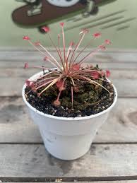 Image result for Tephrosia paradoxa