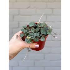 Image result for Ceropegia pygmaea