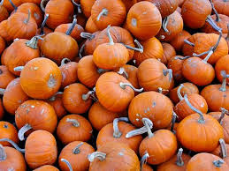 Pumpkin Baby Bear Pumpkin Baby In Pumpkin Best Pumpkin