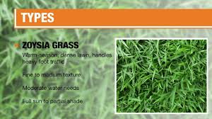No one likes to see weeds in their pristine zoysia grass seed lawn. Types Of Grass The Home Depot