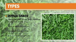 If desired, fertilize the area with a high nitrogen fertilizer. Types Of Grass The Home Depot