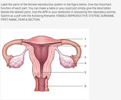 Flowers contain vital parts, including petals, which form flowers. Label The Parts Of The Female Reproductive System In Chegg Com