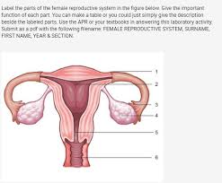 Maybe you would like to learn more about one of these? Label The Parts Of The Female Reproductive System In Chegg Com