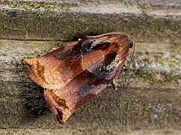 Image result for Archips podanus