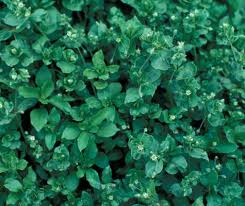 Image result for Stellaria mannii