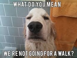 Check out this collection of funny golden retriever pictures that surely leave you laughing for a while. Pin On Quotes