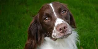 Check spelling or type a new query. English Springer Spaniel Breeders Simply Pets