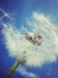 How To Sell Your Instagrams Instaprint Dandelion Flowers Art Prints For Sale