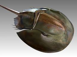 Horseshoe Crab Limulus 3d Model Cgstudio Horseshoe Crab 3d Model Model