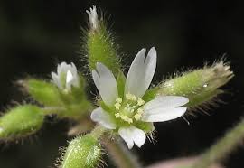 Image result for Cerastium glomeratum