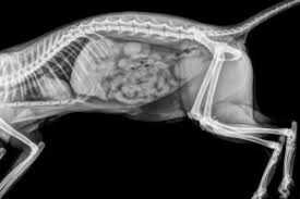 It is important to know what to expect and differences between. Cat Ultrasound Mri Xray And Radiology Animal Clinic Of Billings