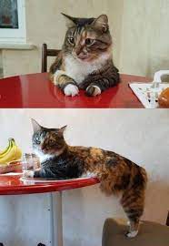 Cute Kitten Cats Cat Kitten Cats Cutest Cats Ever Cat Sitting