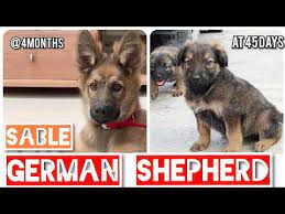 rare sable coat german shepherd double coat agouti or wolf gray sable coat german shepherd pup german shepherd puppies sable german shepherd shepherd puppies