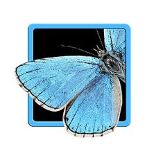 Image result for Schlechterina mitostemmatoides