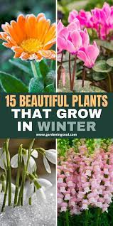 Maybe you would like to learn more about one of these? 15 Beautiful Plants That Grow In Winter Winter Vegetables Gardening Winter Flowers Garden Plants