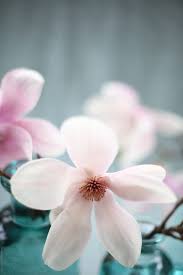 Variegated in color a motley coat. Fresh Picked Magnolia Tree Blossoms In Blue Glass Vases By Alicia Bock