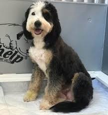 Our bernedoodle puppies for sale make an excellent companion and. Bernedoodle Puppies In Texas Top 5 Breeders 2021 We Love Doodles
