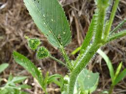 Image result for Caperonia