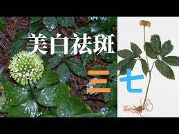 美白祛斑 三七 外傷聖葯 三七的新用途 補血第一 活血化瘀 血管清道夫 三七的功效 三七怎麼吃 哪些人不能吃三七 youtube in 2020 herbs plants