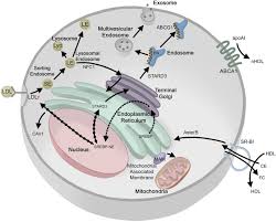 For the longest time (song). The Ins And Outs Of Lipid Rafts Functions In Intracellular Cholesterol Homeostasis Microparticles And Cell Membranes Journal Of Lipid Research