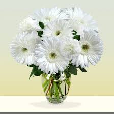 Gerbera daisies signify vibrancy and cheerfulness. Sympathy Gerbera Daisies Avas Flowers