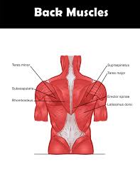 Back muscles chart & bones. Back Muscles Anatomy Chart You Can Download And Print Good Back Workouts Muscle Anatomy Back Exercises